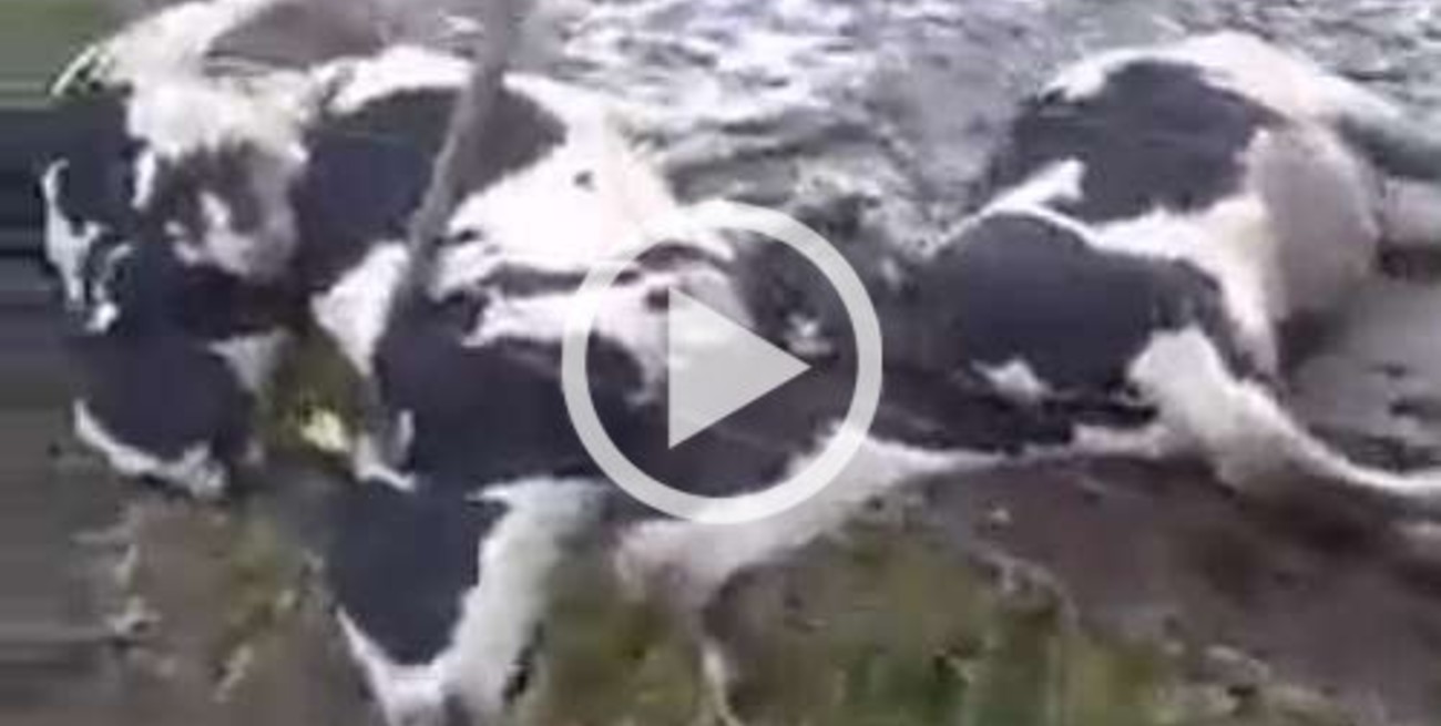 Una centella mató a 32 vacas lecheras