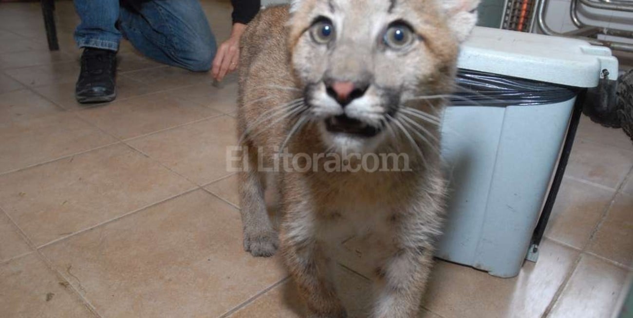 Tenían un puma en cautiverio como mascota