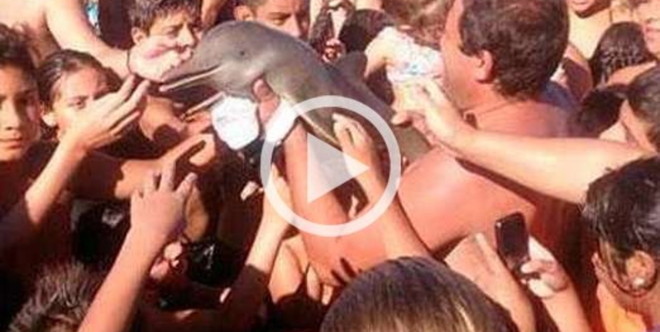 La justicia investiga la muerte del delfín en una playa de Santa Teresita