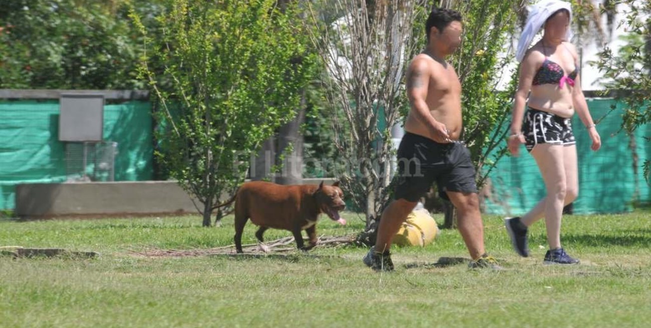 Cada día un niño ingresa al Alassia atacado por un perro