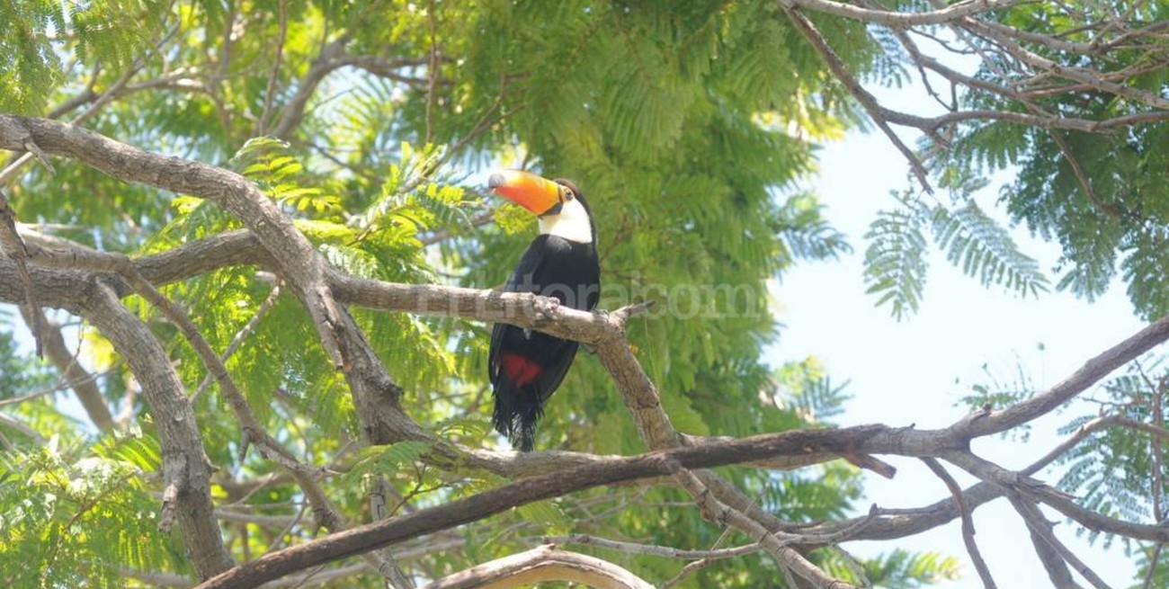 Apareció un tucán en una plaza de Guadalupe