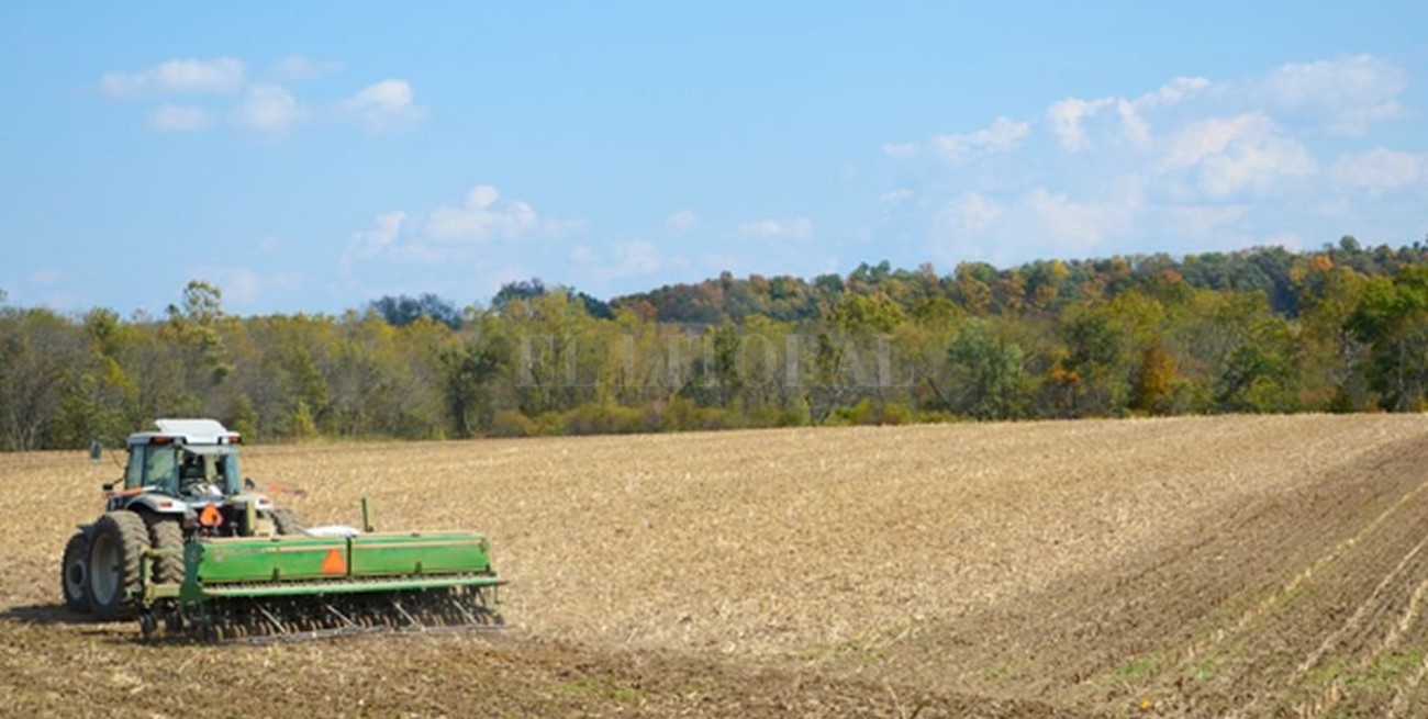 Las condiciones climáticas condicionan la siembra del girasol y el maíz de primera