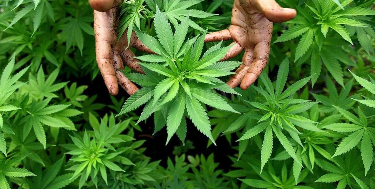 Es ley el uso medicinal de cannabis