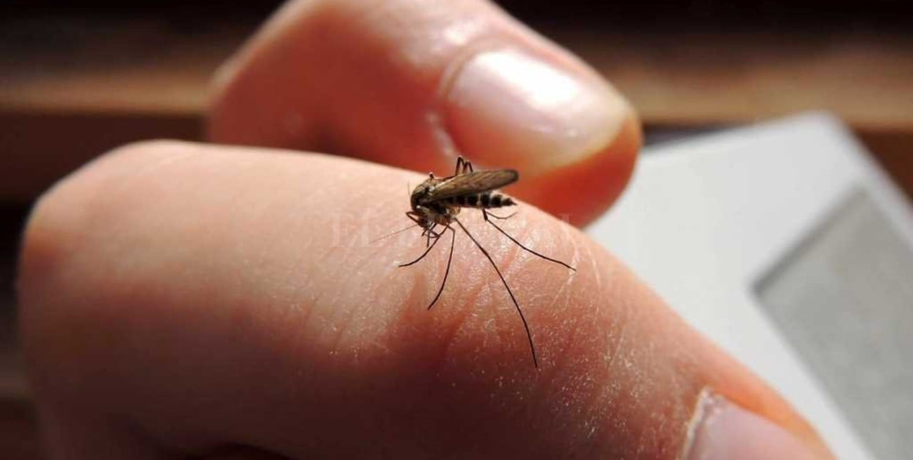 Detectan el primer caso de dengue autóctono en Rosario