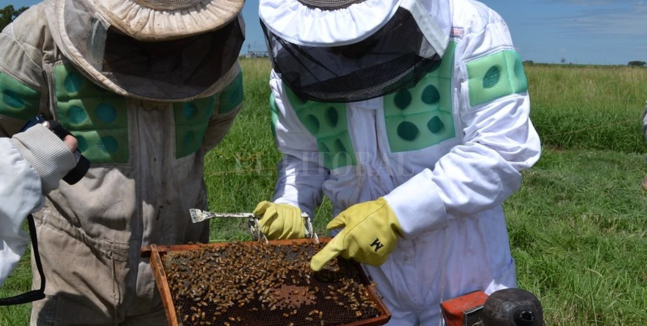 15 años apostando a la apicultura