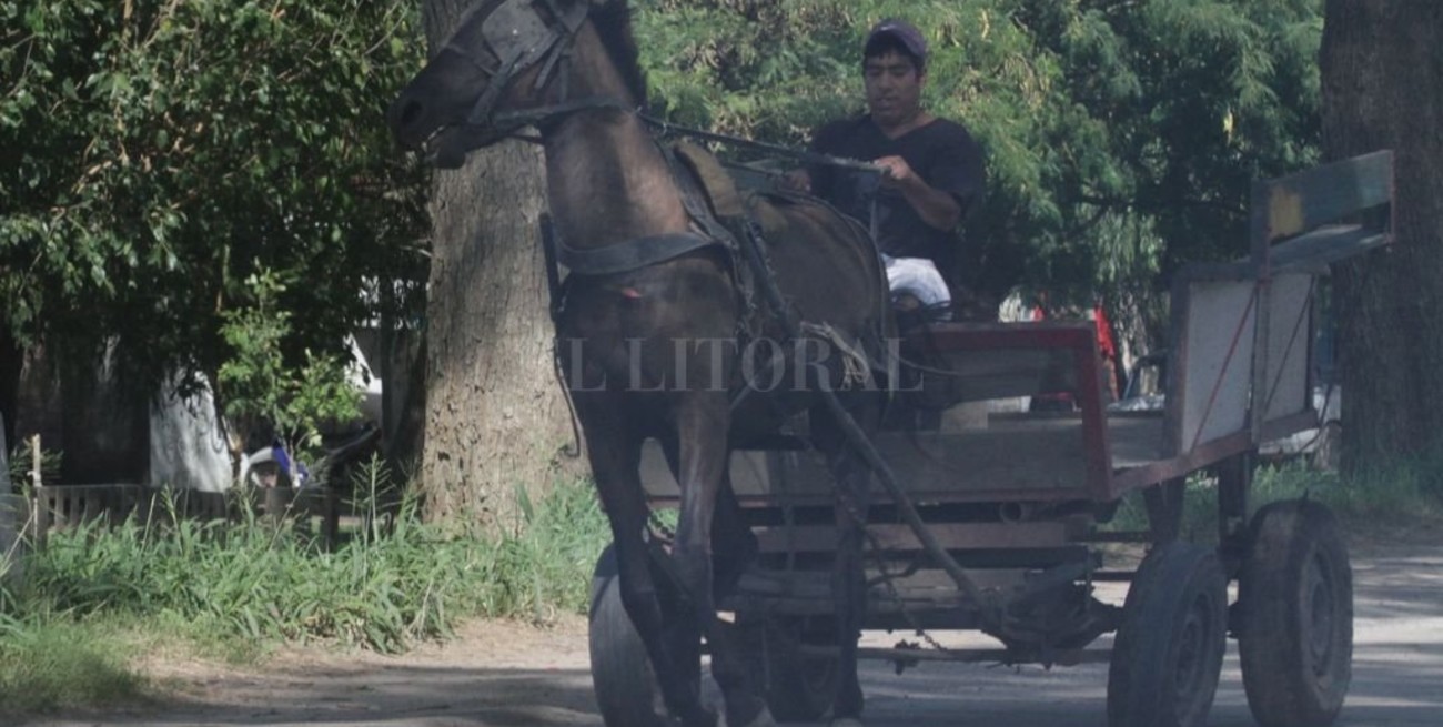 SOS Caballos cumple su décimo aniversario