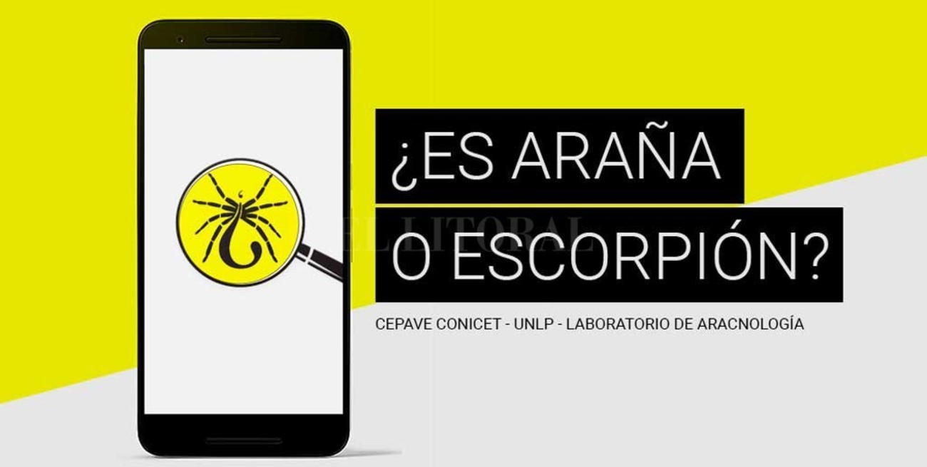 Lanzan una app para identificar arañas y escorpiones