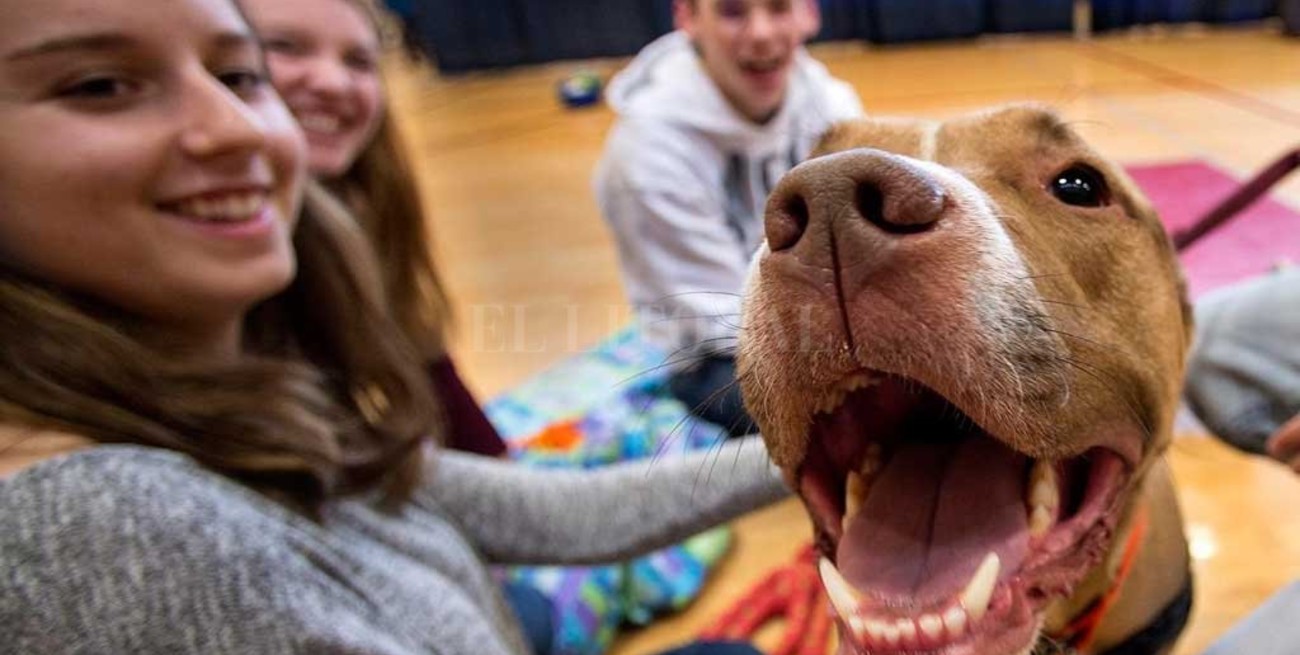 Animalistas de PETA piden que se deje de llamar "mascotas" a los animales domesticados