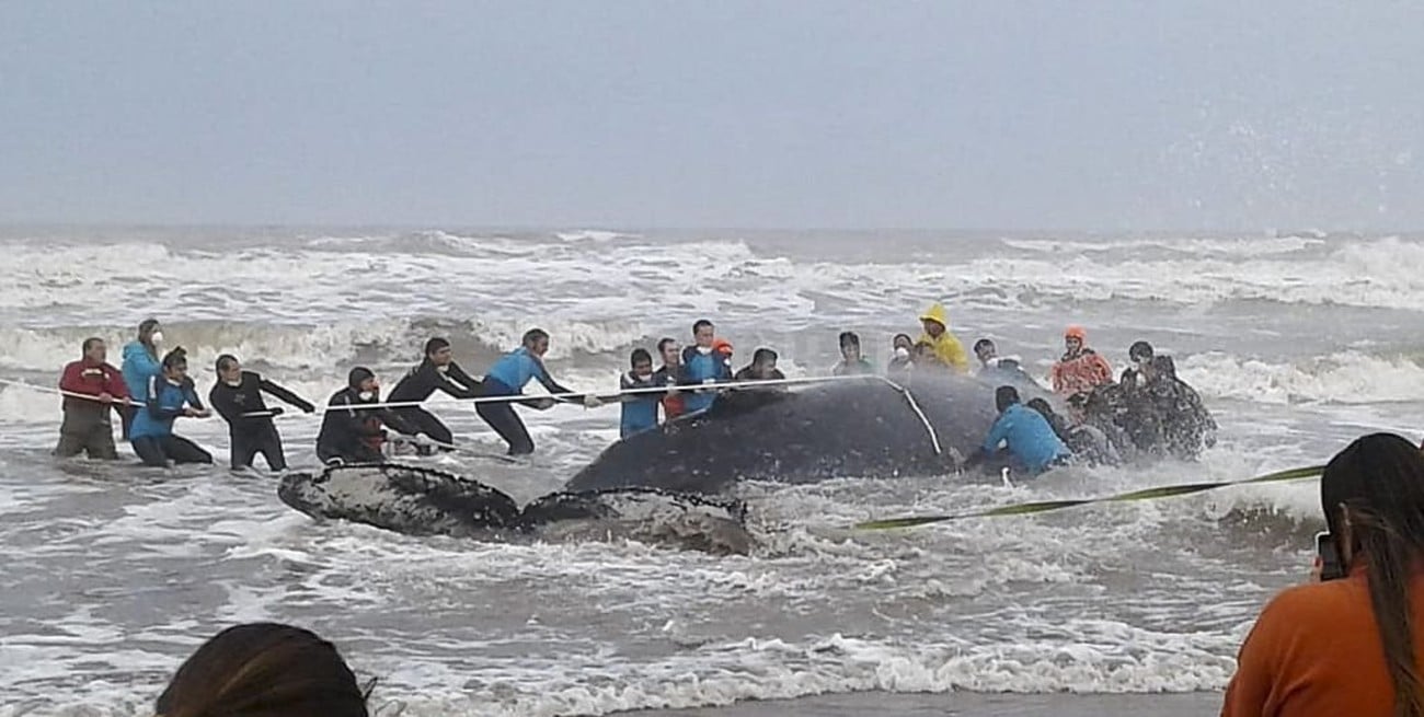 Intentaban liberar una ballena que quedó encallada en una playa de Mar del Tuyú