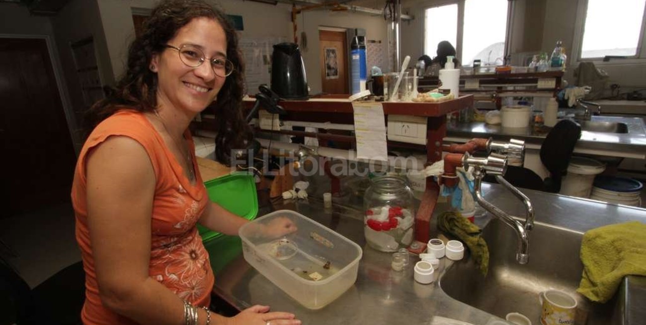 En un hábitat alterado, ranas y sapos se las ingenian para seguir anunciando la lluvia 