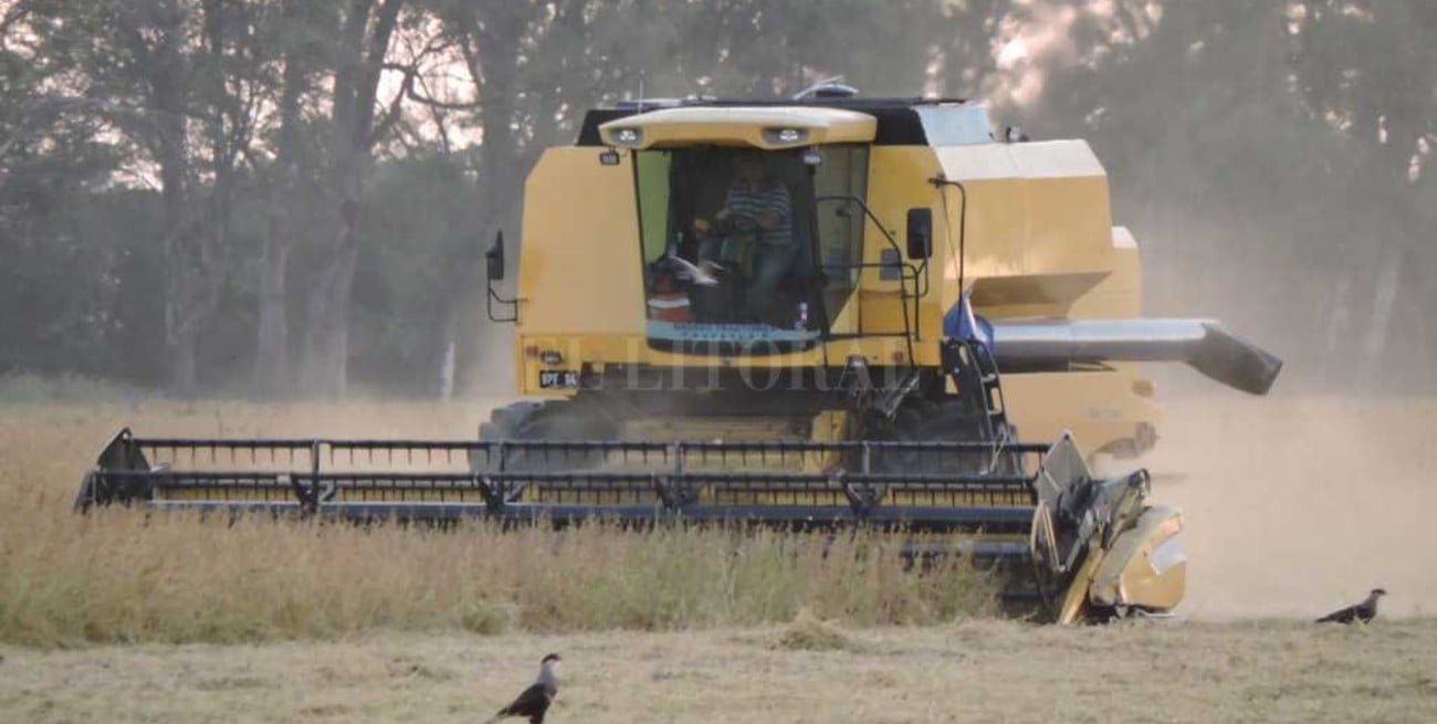 Se consolidan los rindes de la soja