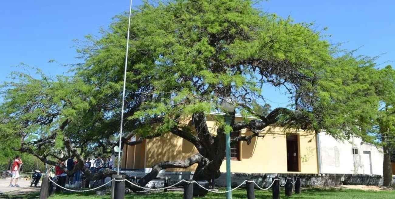 Declararon lugar histórico al algarrobo donde descansó Belgrano