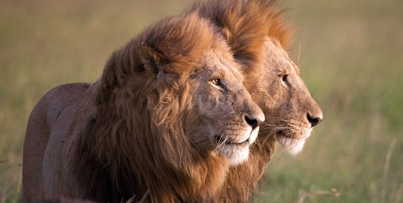 Escapan cuatro leones del emblemático Parque Kruger de Sudáfrica