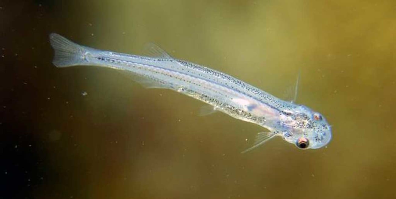 Aseguran que no hay peces  "vampiro" en el río Paraná 