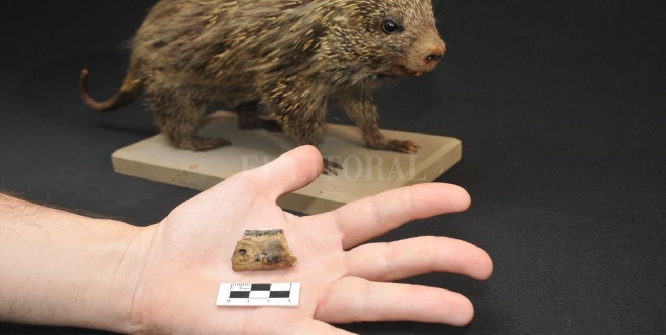 El hallazgo del puercoespín que habitó en la provincia