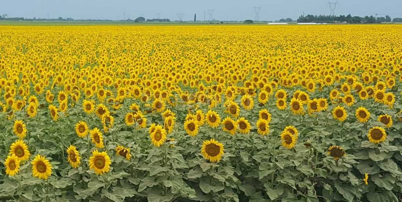Condiciones óptimas para la siembra del girasol
