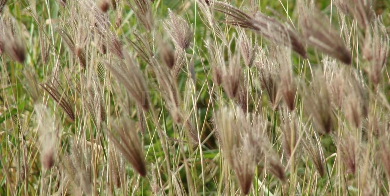 Gramíneas resistentes: el nuevo reto agrícola