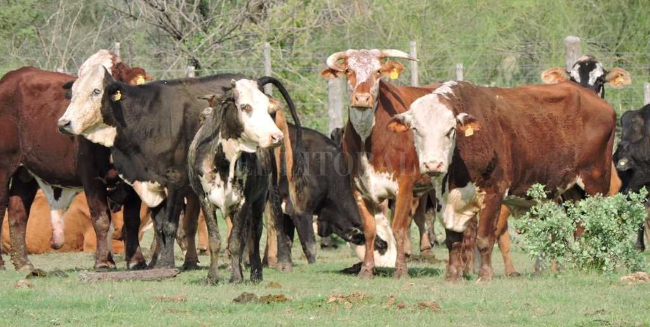 Diagnóstico y propuestas ganaderas 