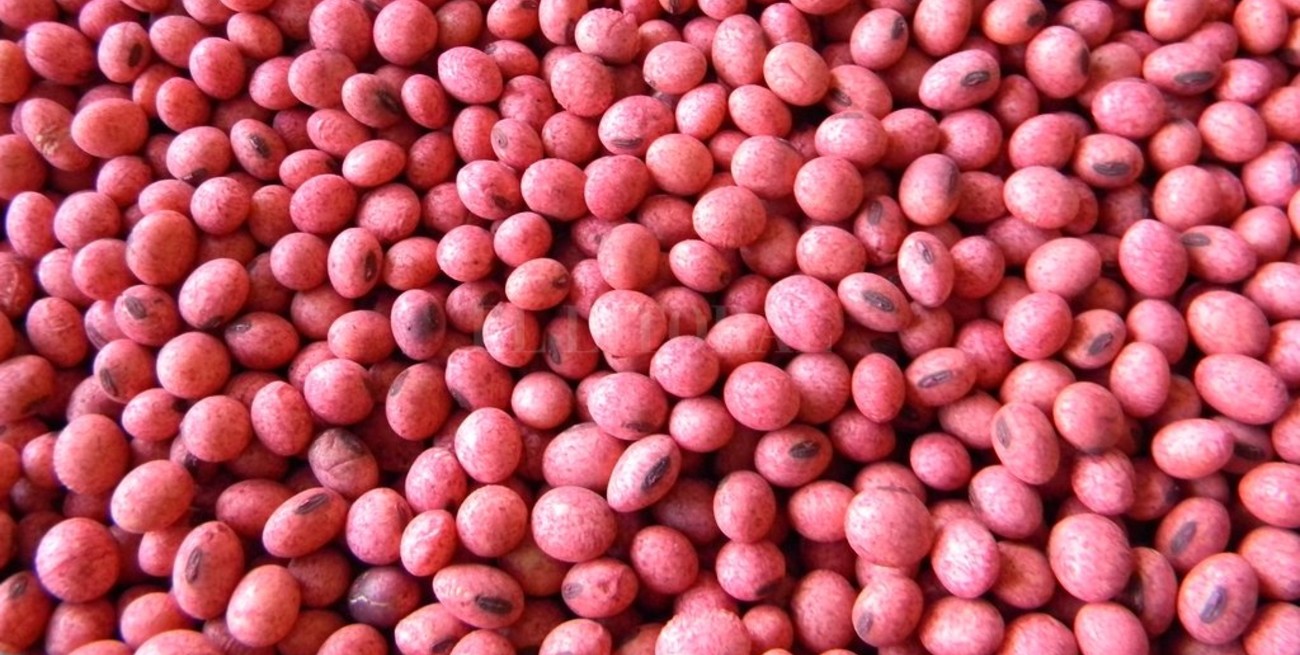 Uso propio: cómo cuidar semillas de soja