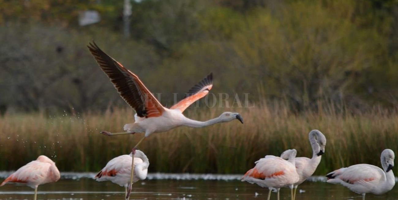 Desde el Alto Perú: el flamenco andino atraviesa el país para pasar el invierno en Santa Fe