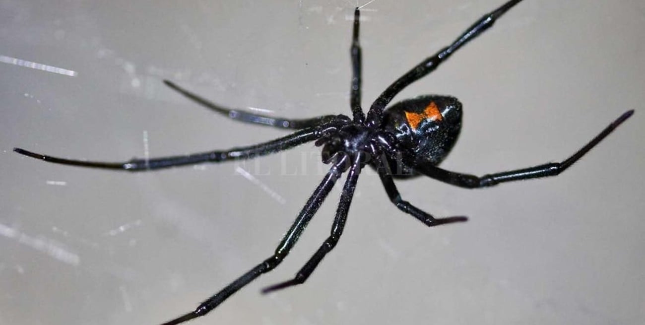 Descubren que los machos de "viuda negra" también pican a humanos