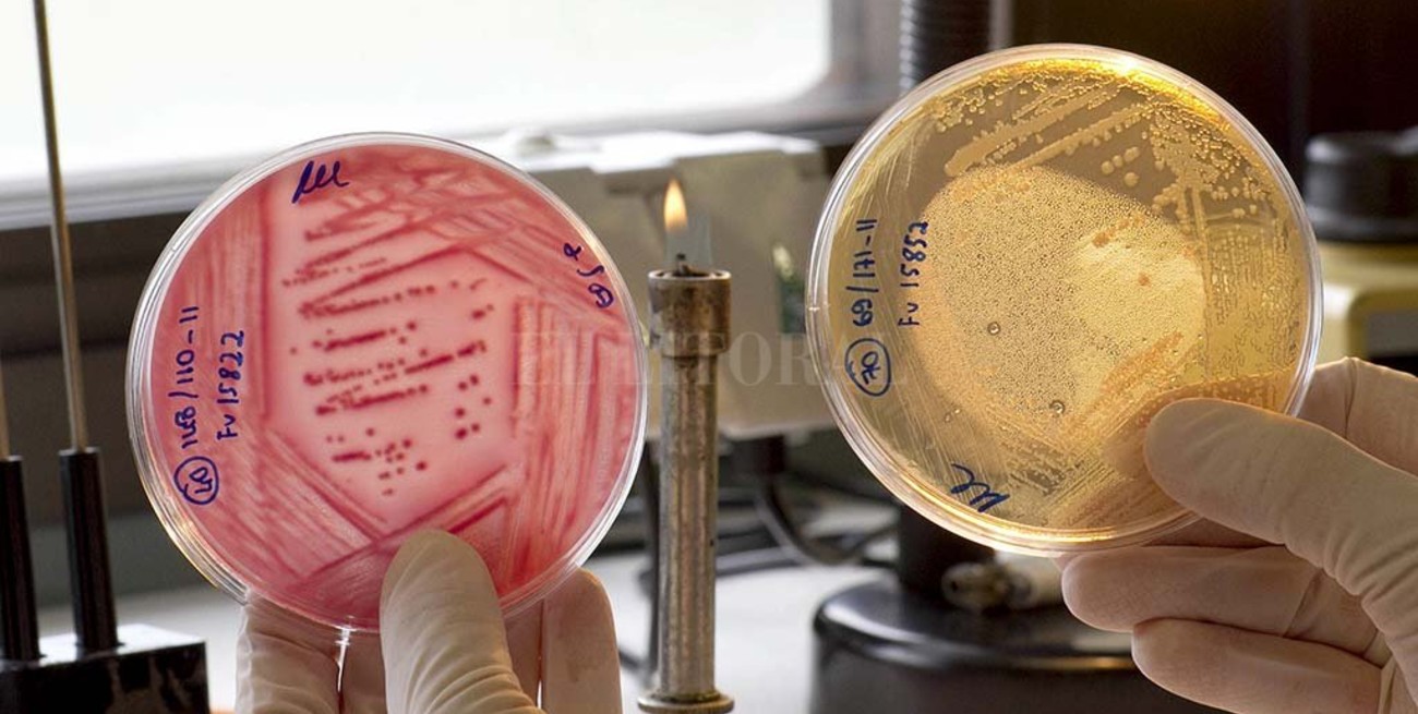 Preocupan los altos niveles de resistencia a antibióticos