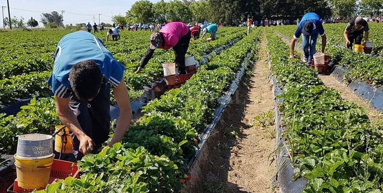  Los puestos de trabajo generados por el campo equivalen a 43 canchas de River