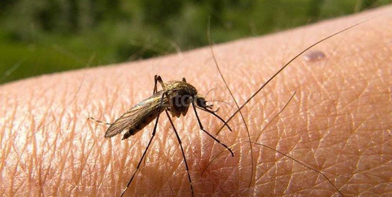 Falleció el primer paciente con dengue del país 