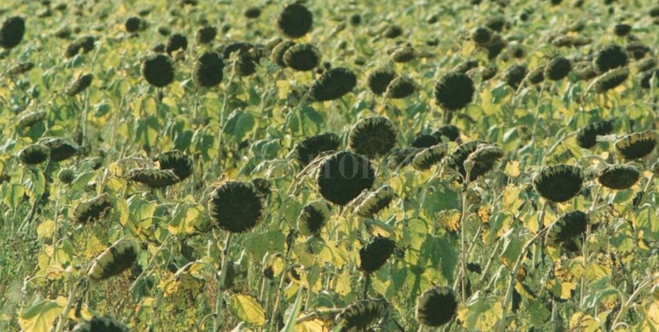 Las condiciones ambientales impidieron el comienzo de la siembra del girasol