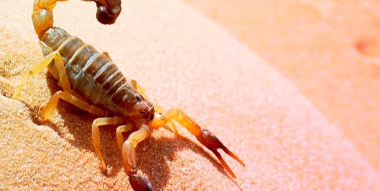 Diseñaron un sistema de alarma para detectar alacranes