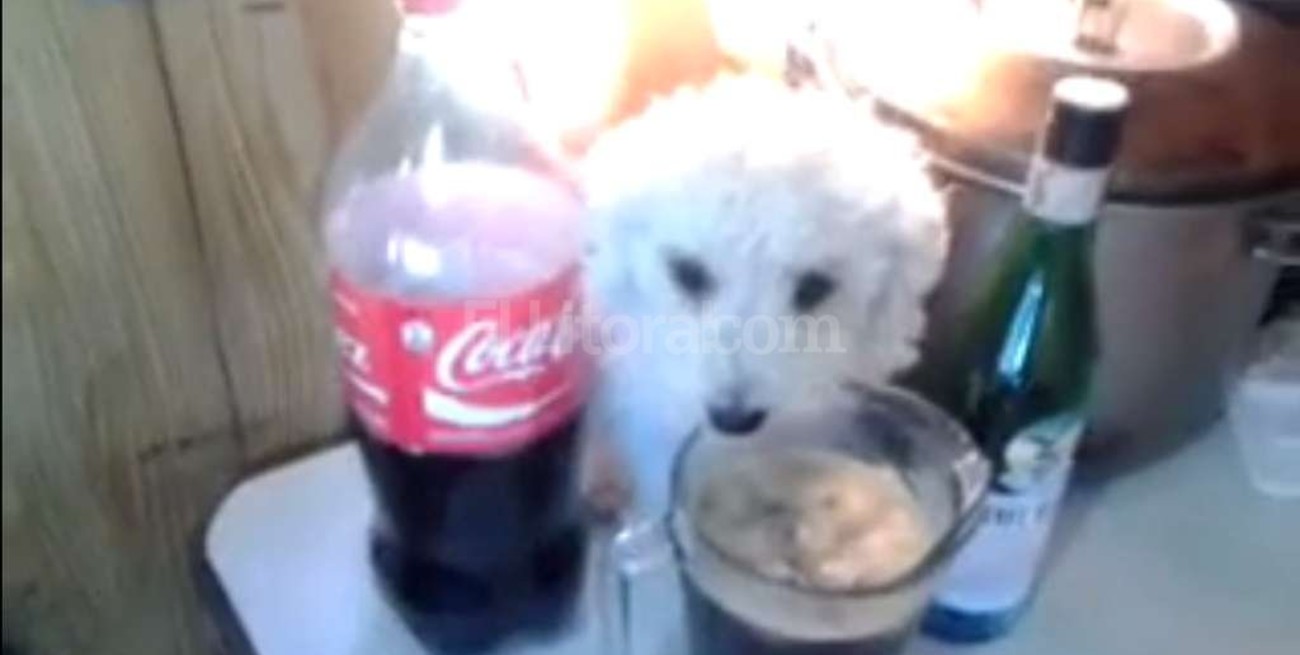 Video: el guardián del fernet