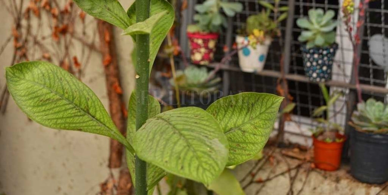 Quedó al borde de la muerte tras podar un "lechero africano"