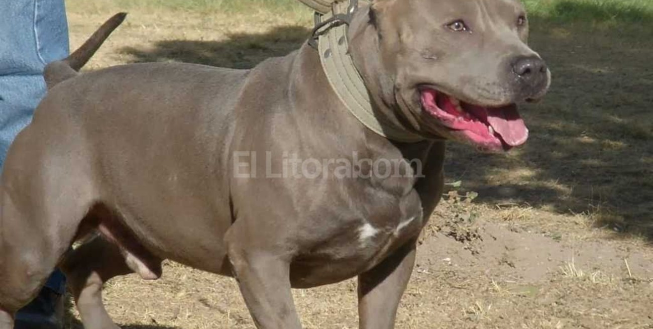 Pitbull atacó a tres personas y una resultó con heridas importantes
