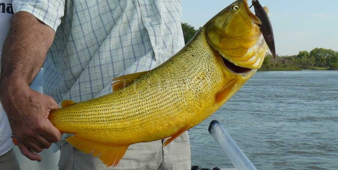 Identifican una nueva variedad de dorado