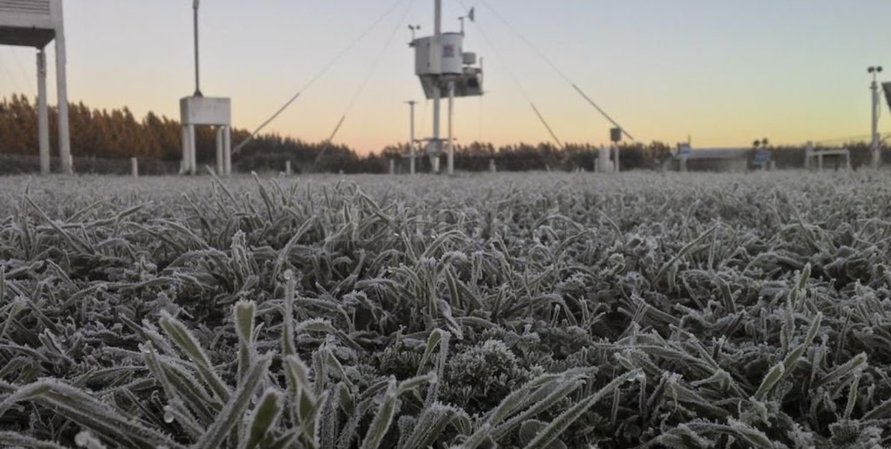 El trigo salió intacto de la gran helada de esta semana