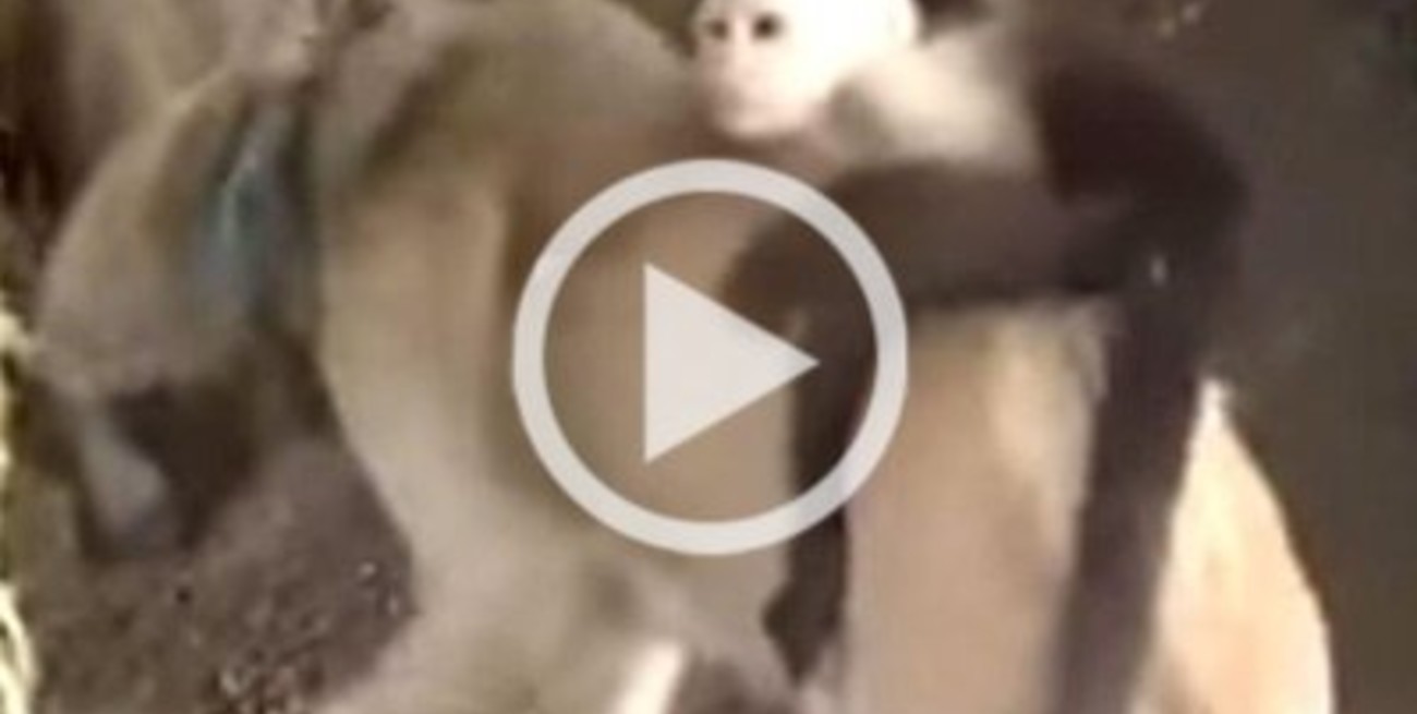 Este mono se niega a separarse de la perra que lo amamantó