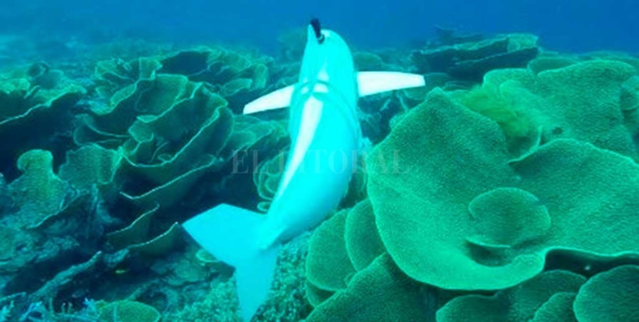 Video: conocé a SoFi, el pez robot que investiga las profundidades del mar