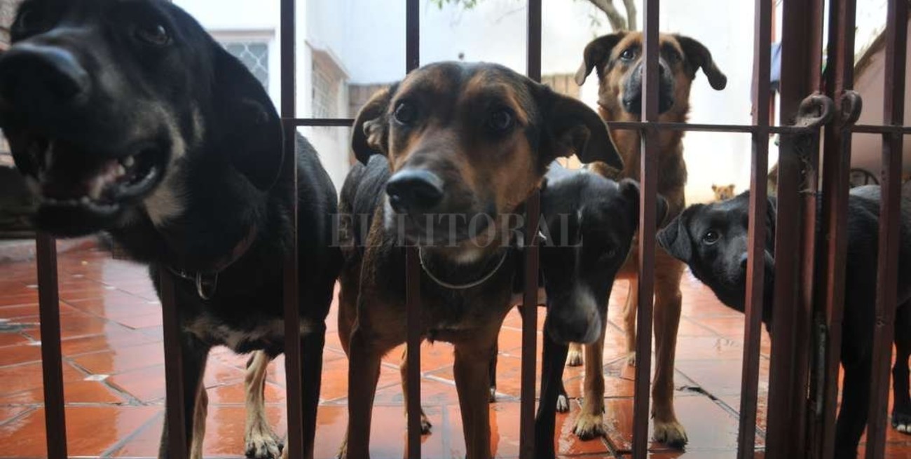 Hay perros que esperan por un dueño