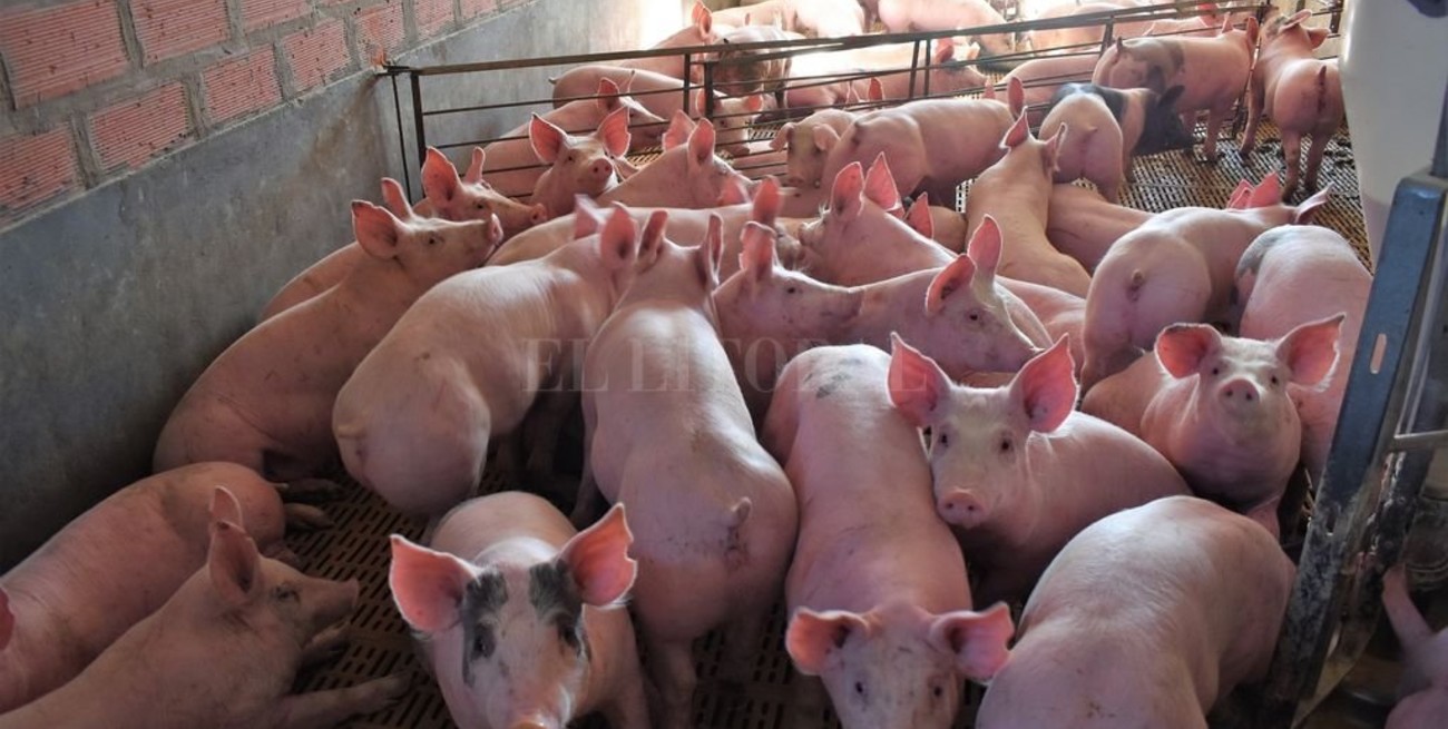 Mercado mundial de cerdos: Argentina en el puesto 13° de productores y consumidores