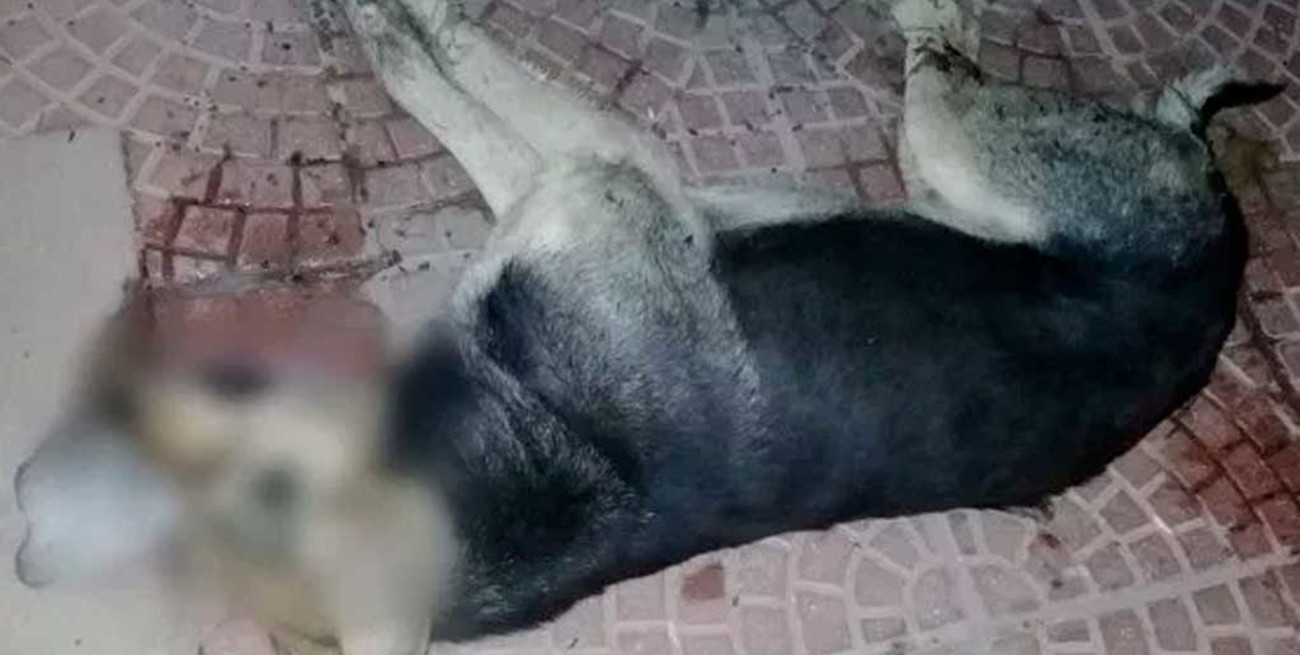 Investigan envenenamiento a perros de la comuna de Maciel 