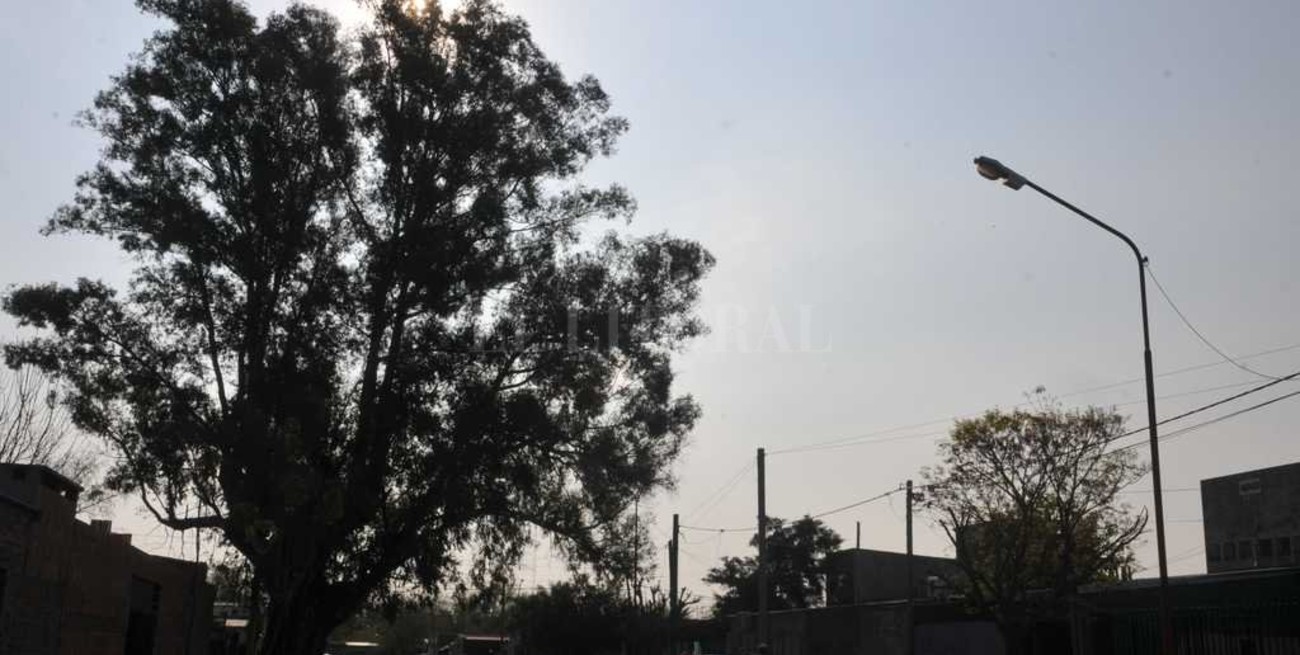 Problemas con un añoso  eucalipto de gran porte