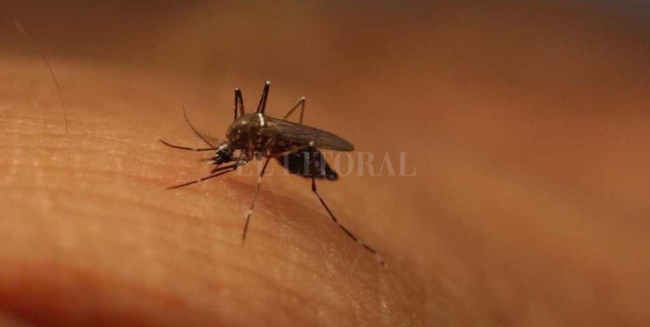 Científicos argentinos descubren la estrategia del virus del zika para evadir al sistema inmune