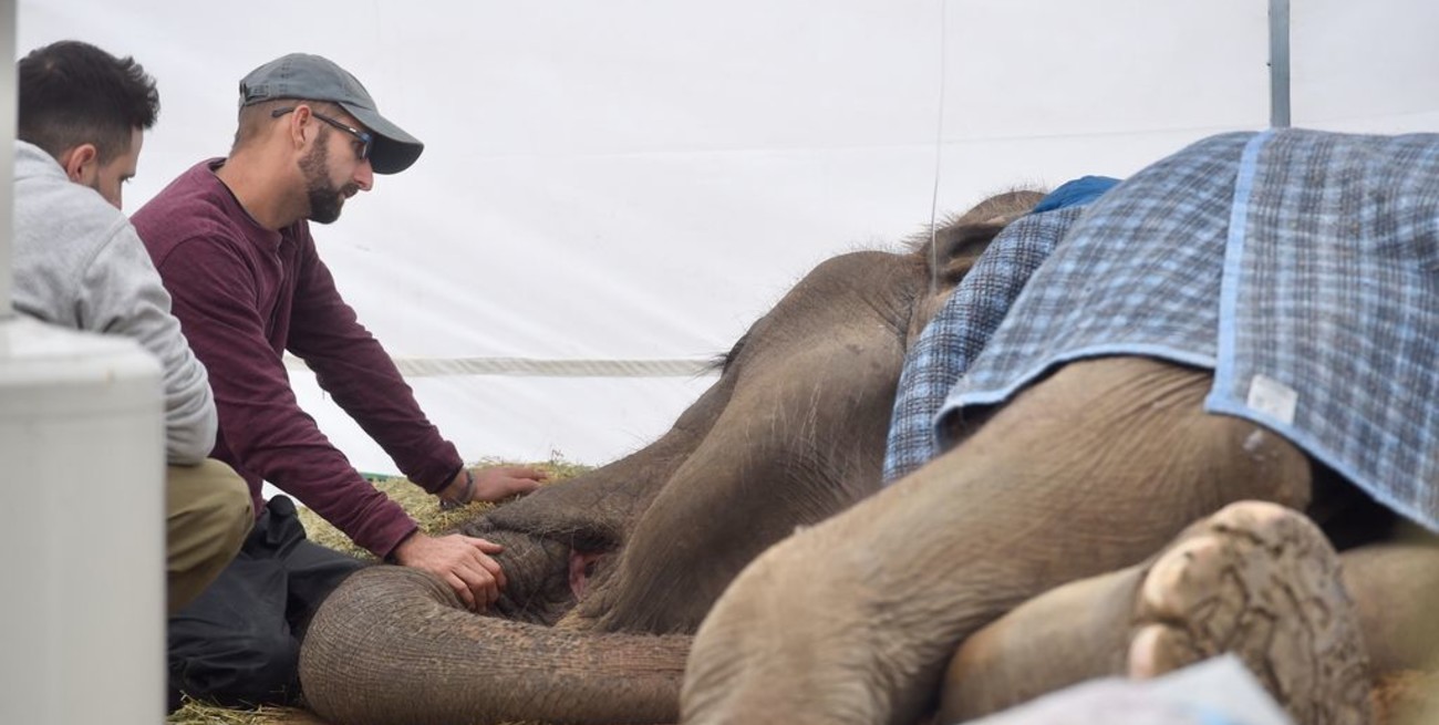 Murió la elefanta Pelusa a los 52 años 