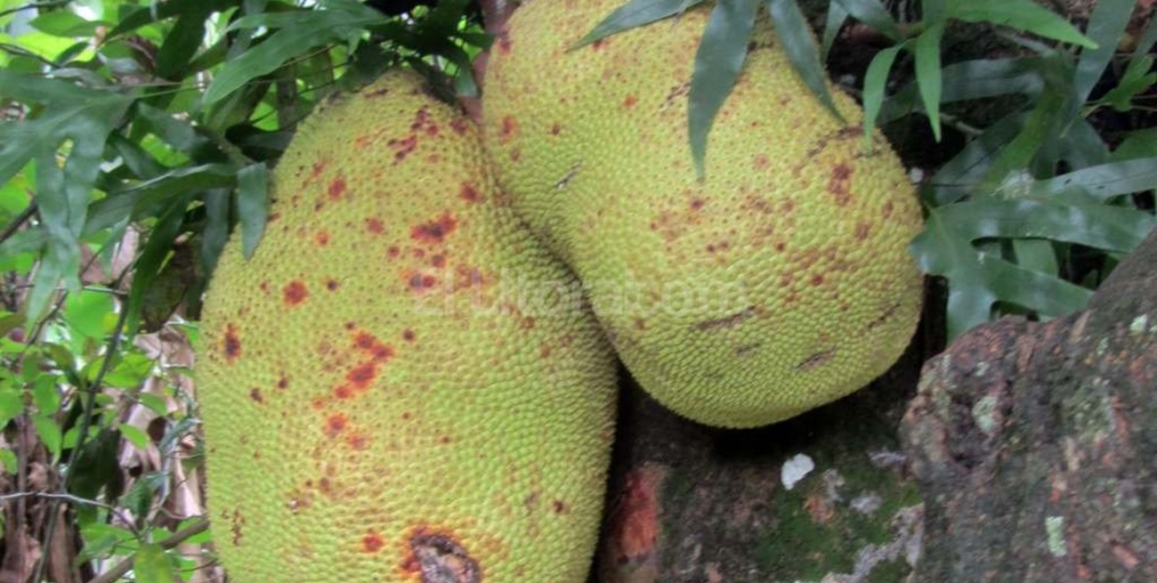 La jaca, el nuevo reemplazo de la carne para los vegetarianos