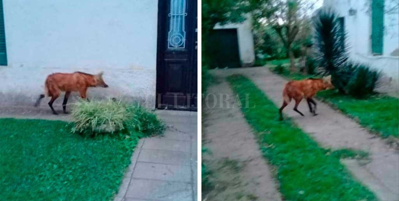 Rescataron a un aguará guazú que apareció en una casa