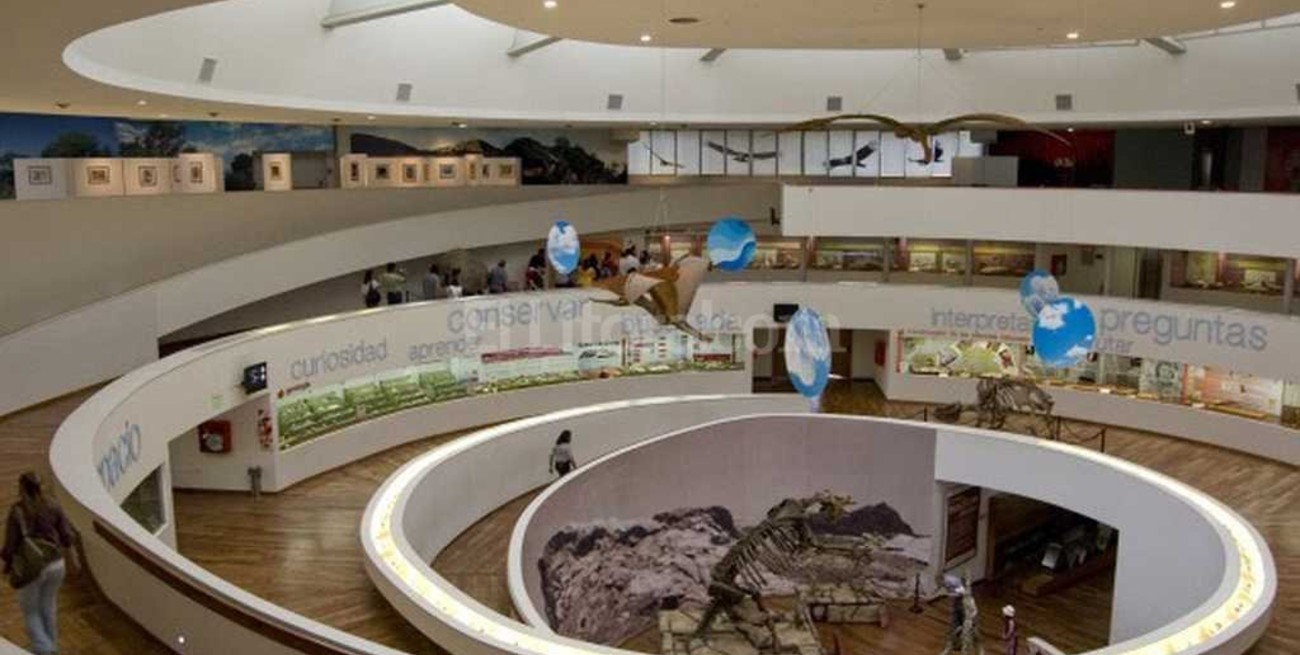 Recuperan restos fósiles de un gliptodonte 