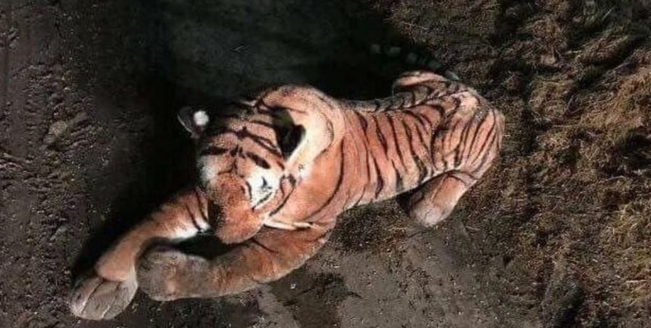 Montaron un gran operativo policial alrededor de un Tigre y se llevaron una inesperada sorpresa