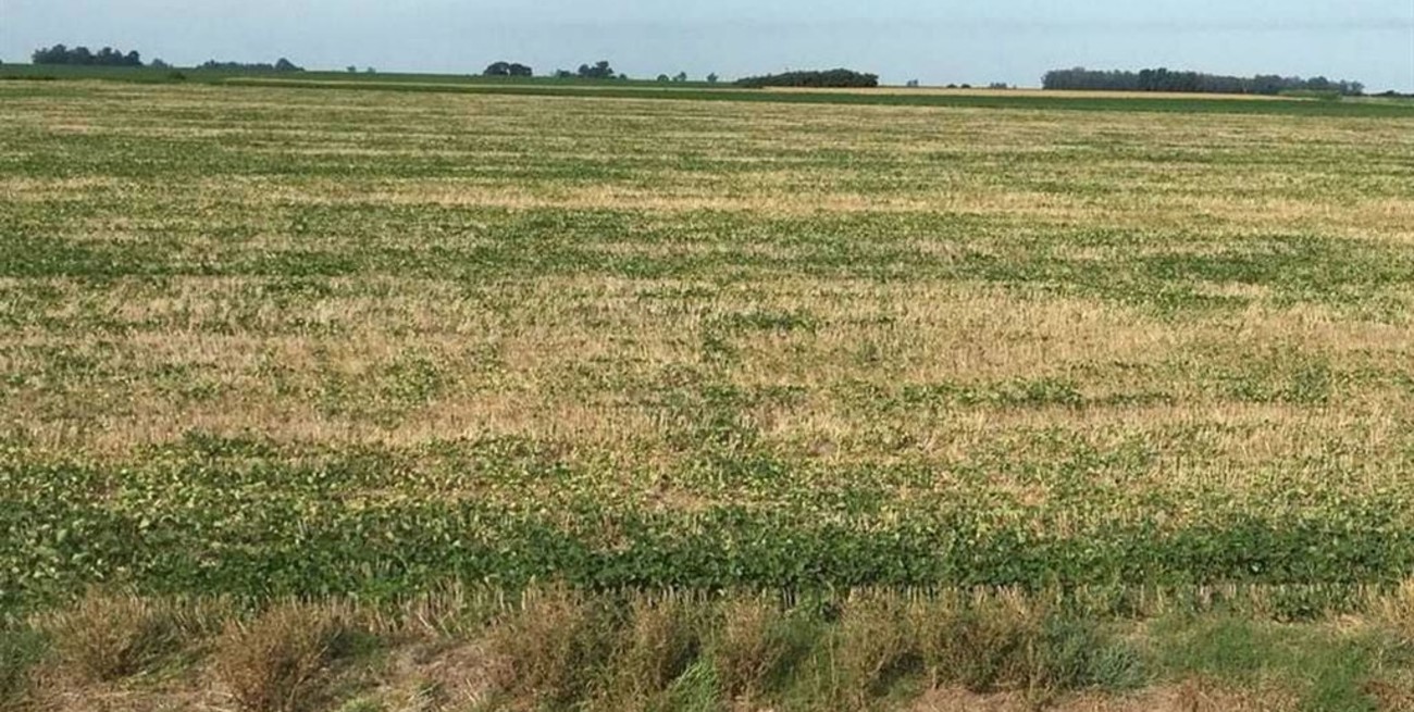 A 15 días del inicio de la cosecha de soja de primera, comenzó la cuantificación de las pérdidas