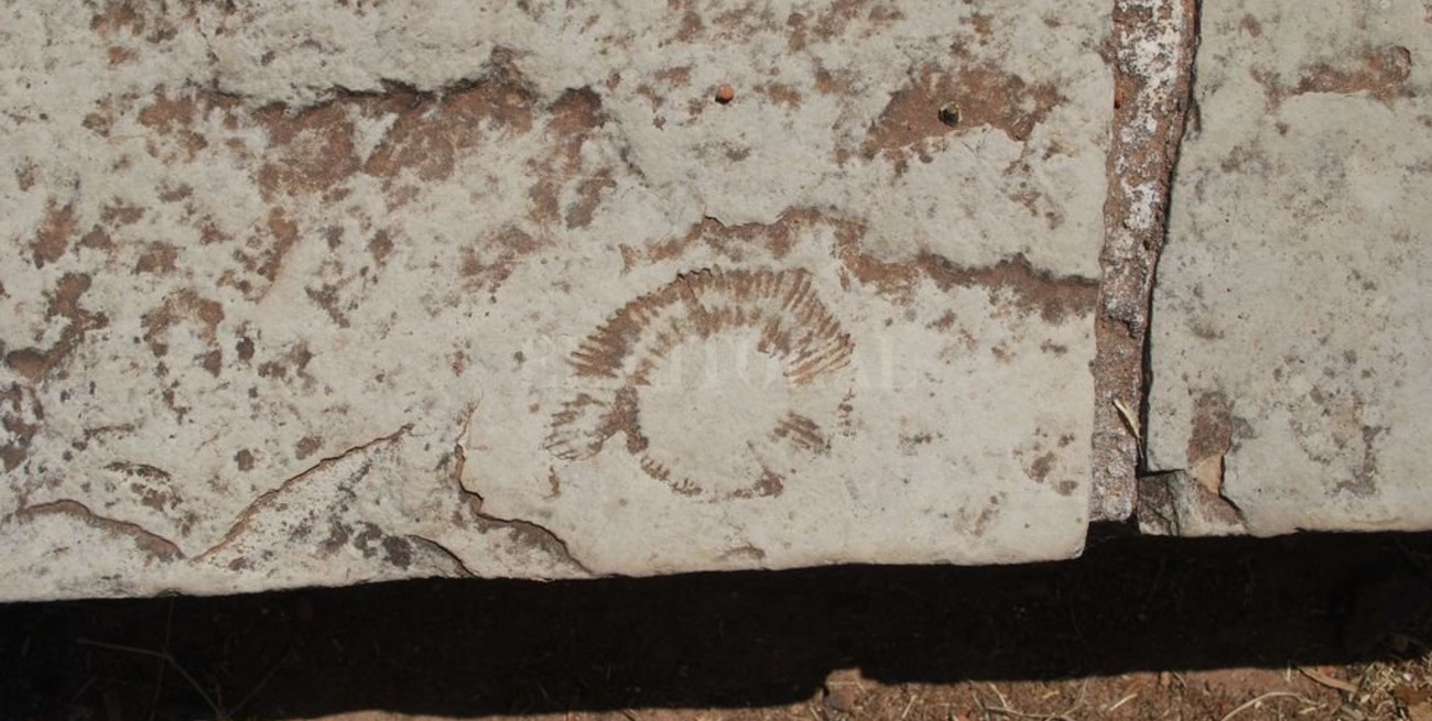 Plaza San Martín: hay marcas de un molusco que existió con los dinosaurios