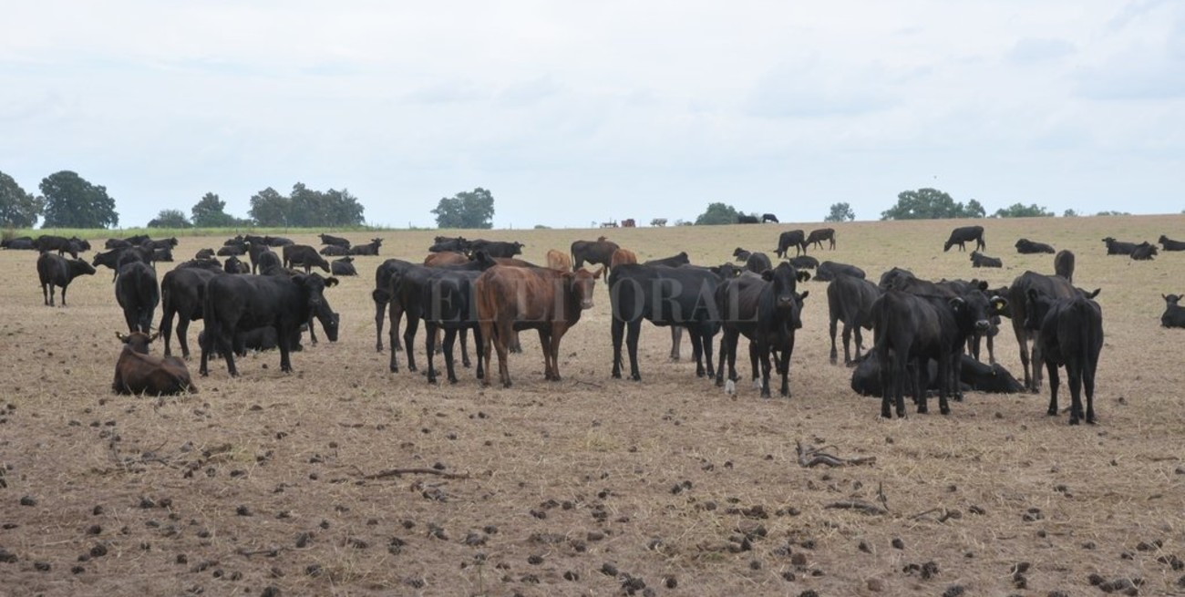 Piden que San Javier también se declare en Emergencia Agropecuaria